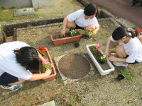 202606_花1