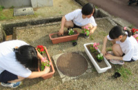 202606_花1